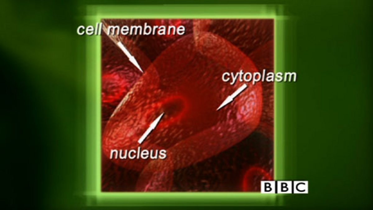 cbbc-ks3-curriculum-bites-want-2tlk-science-parts-of-plant-and