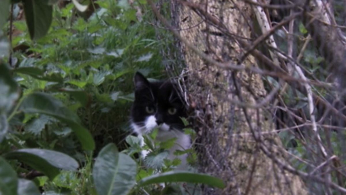 Bbc horizon the secret store life of the cat