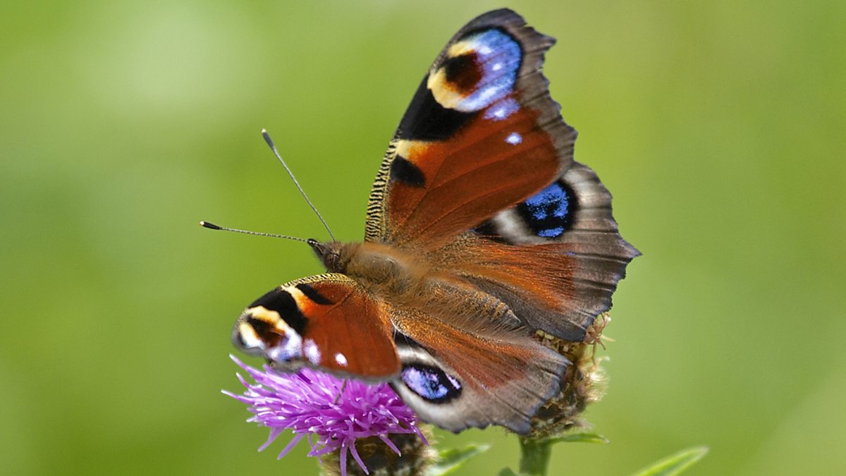 BBC - BBC Wildlife Finder, Sensational summer wildlife