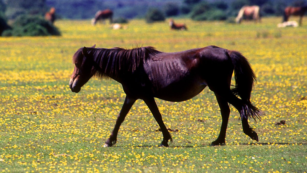 c Two Wild 06 07 Shorts New Forest Ponies