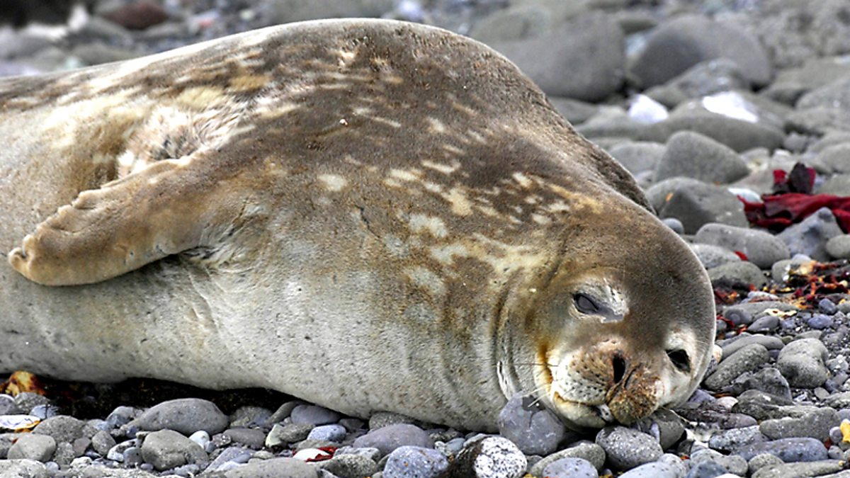 BBC Four Born to Be Wild, Coastal Creatures