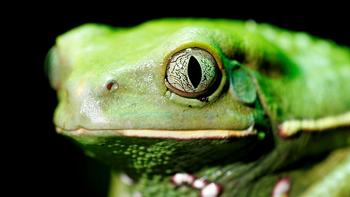 BBC One Life in Cold Blood, The Cold Blooded Truth