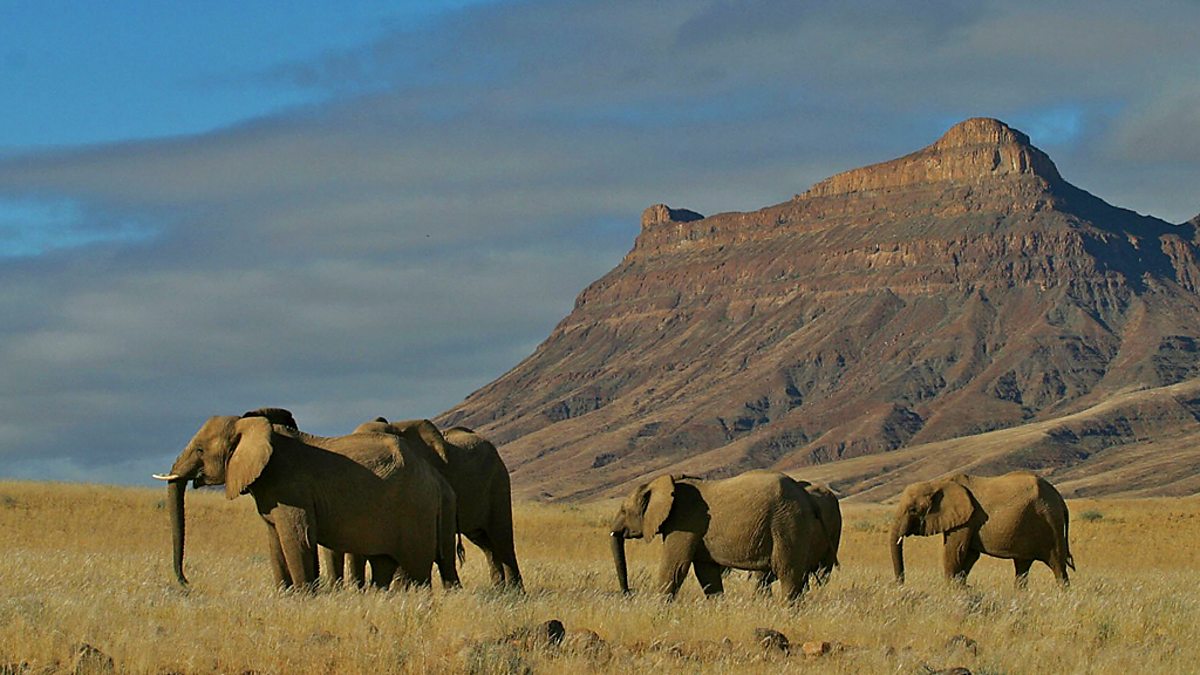 BBC Two Natural World 2007 2008 Elephant Nomads Of The Namib Desert   P01g52yd 