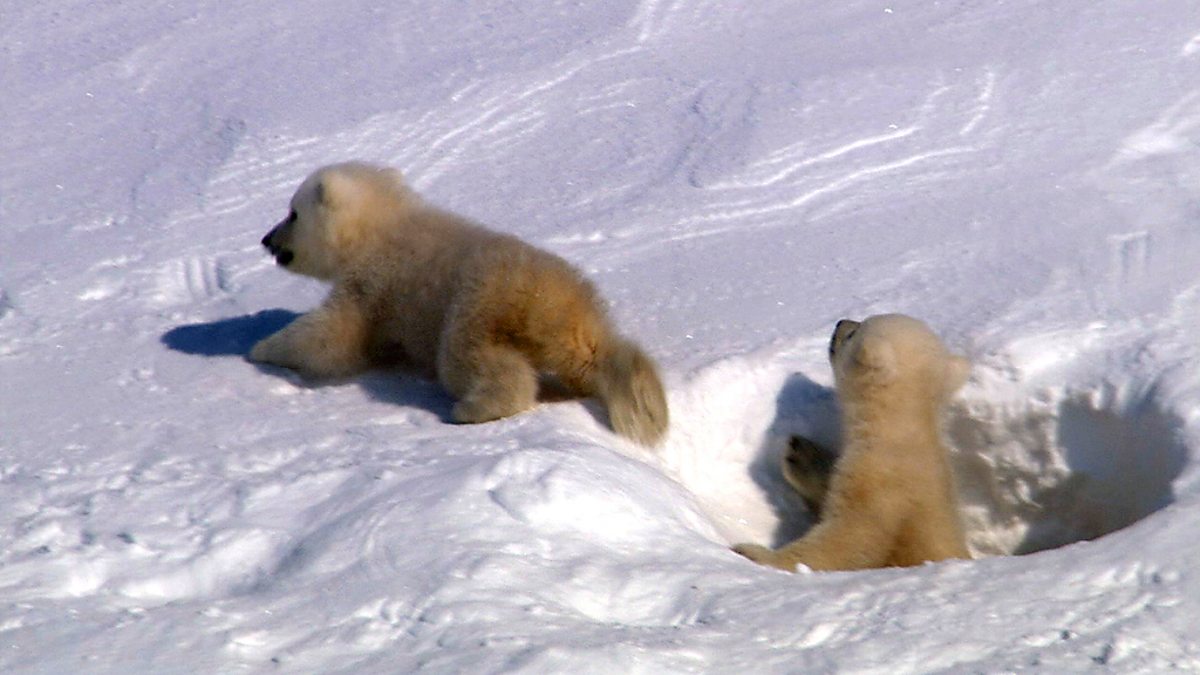 BBC One - Kingdom of the Ice Bear, The Frozen Ocean