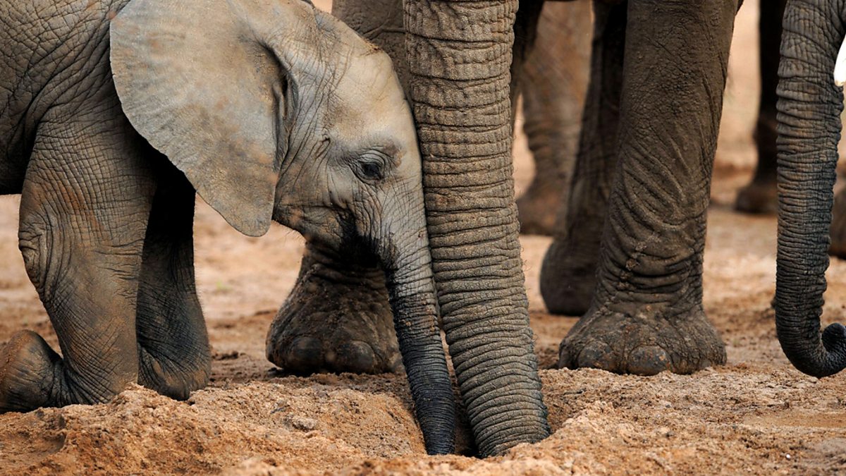 BBC One - The Secret Life of Elephants, The Secret Life of Elephants
