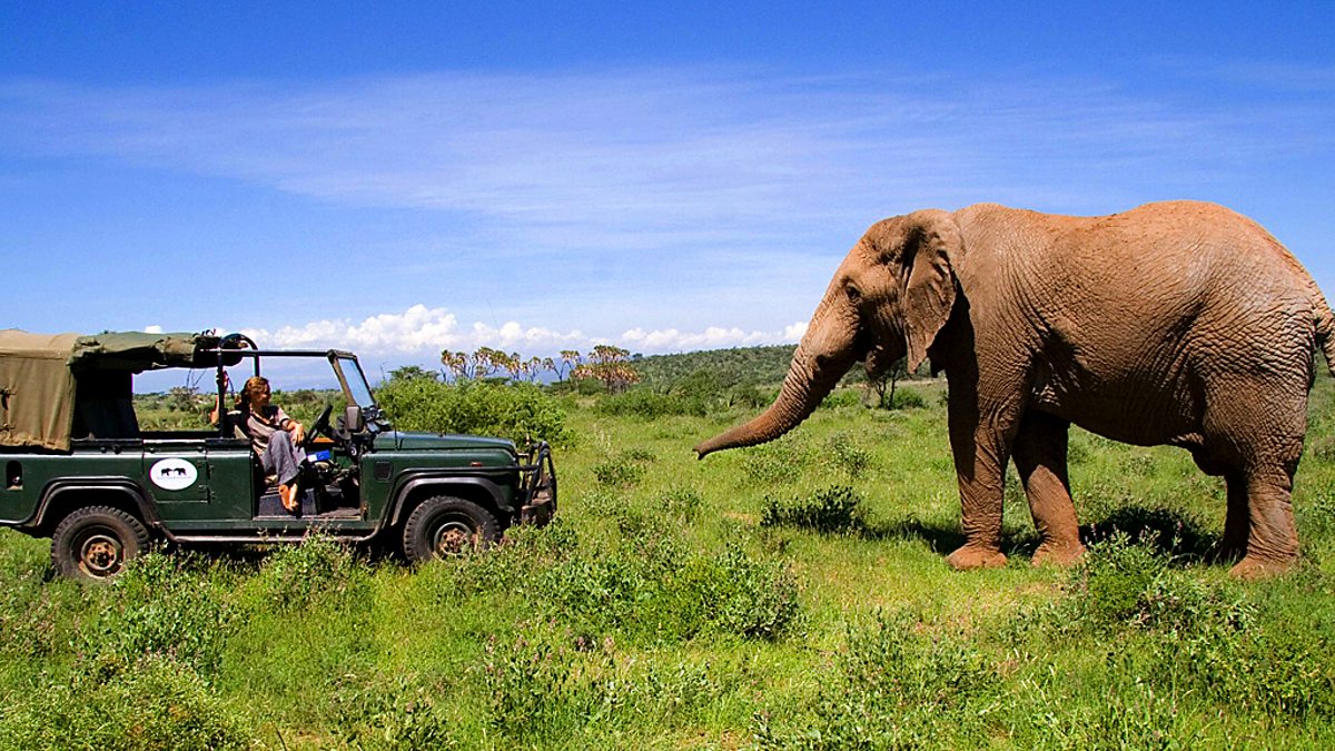 BBC One The Secret Life of Elephants, The Secret Life of Elephants