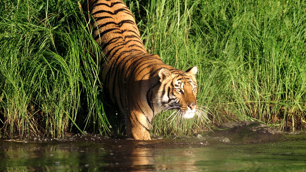 bbc-two-natural-world-2008-2009-man-eating-tigers-of-the-sundarbans