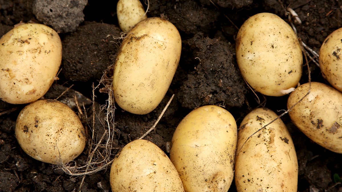 BBC Radio 4 - The Food Programme, Potatoes