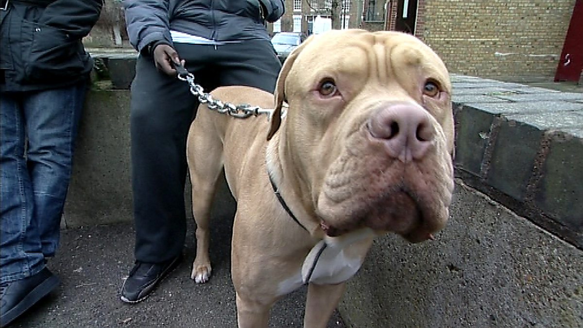 BBC Three My Weapon Is a Dog