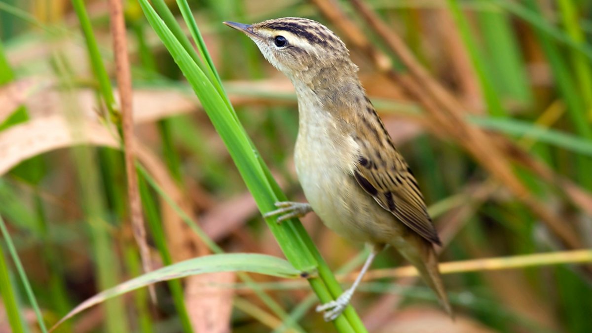 BBC Radio 4 - A Guide to Water Birds, Warblers