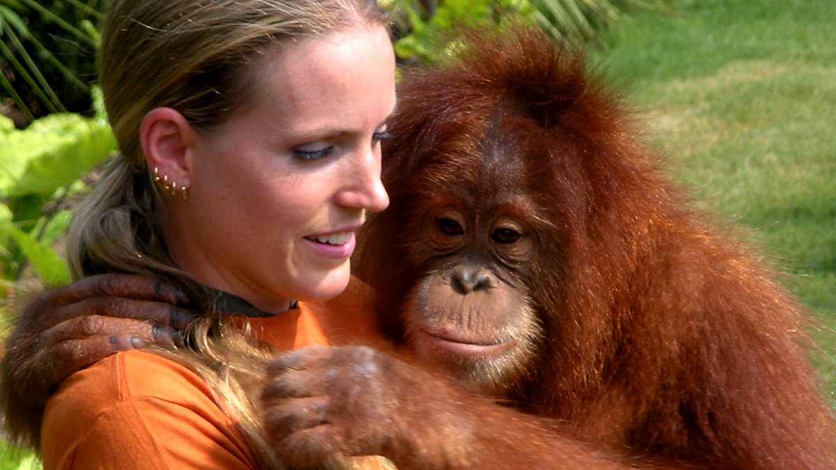 CBBC - Animals at Work, Series 1, Surya the Eco-Orangutan