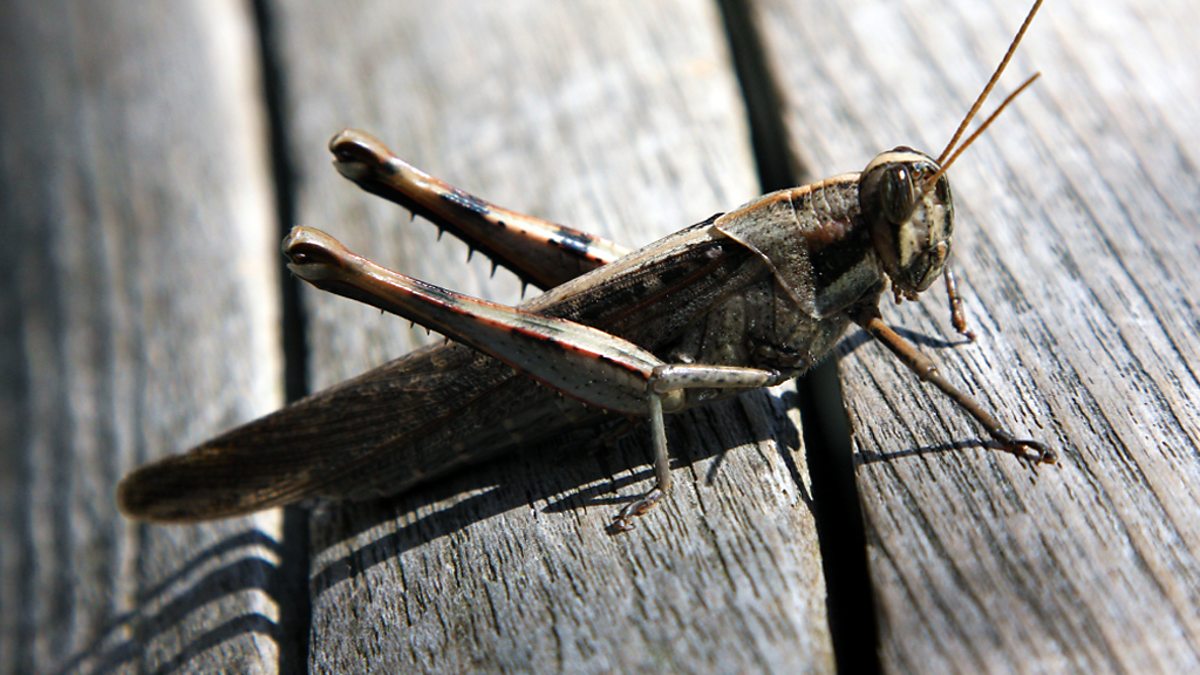 BBC Radio 4 - Nature, Series 3, Insect Soundings