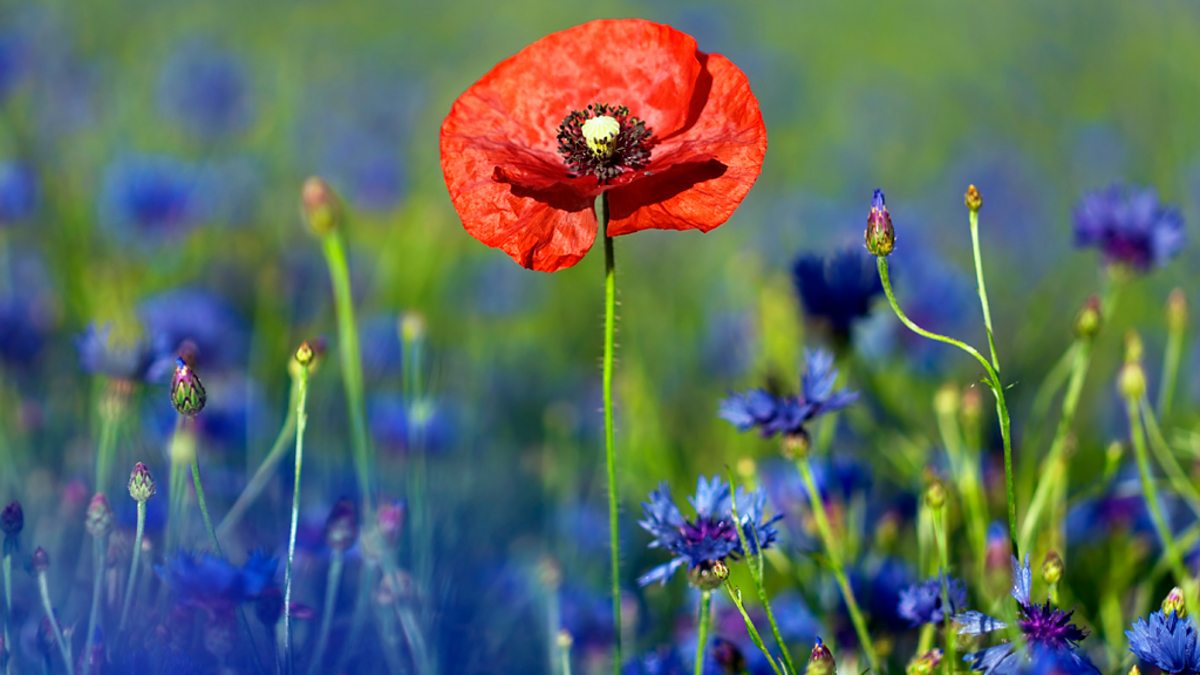 Bbc Radio 4 - Poppies Are Red, Cornflowers Are Blue