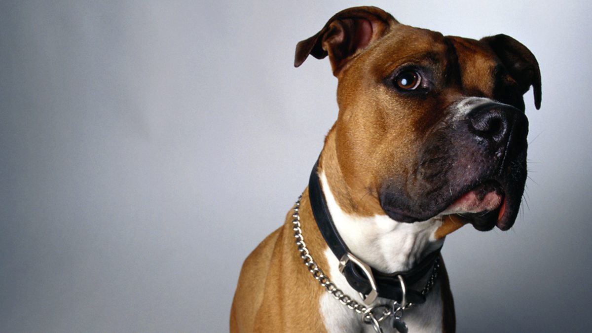 BBC Radio 4 The Law Show The Dangerous Dogs Act   P01gpp1n 