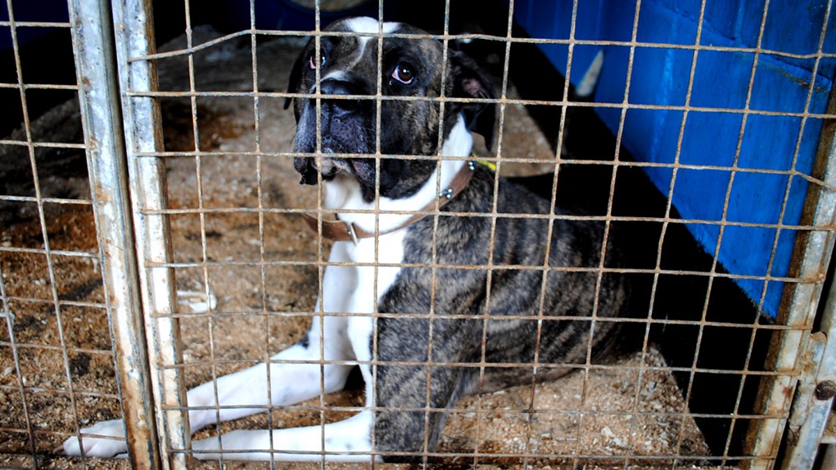 BBC One Panorama, Britain's Unwanted Pets