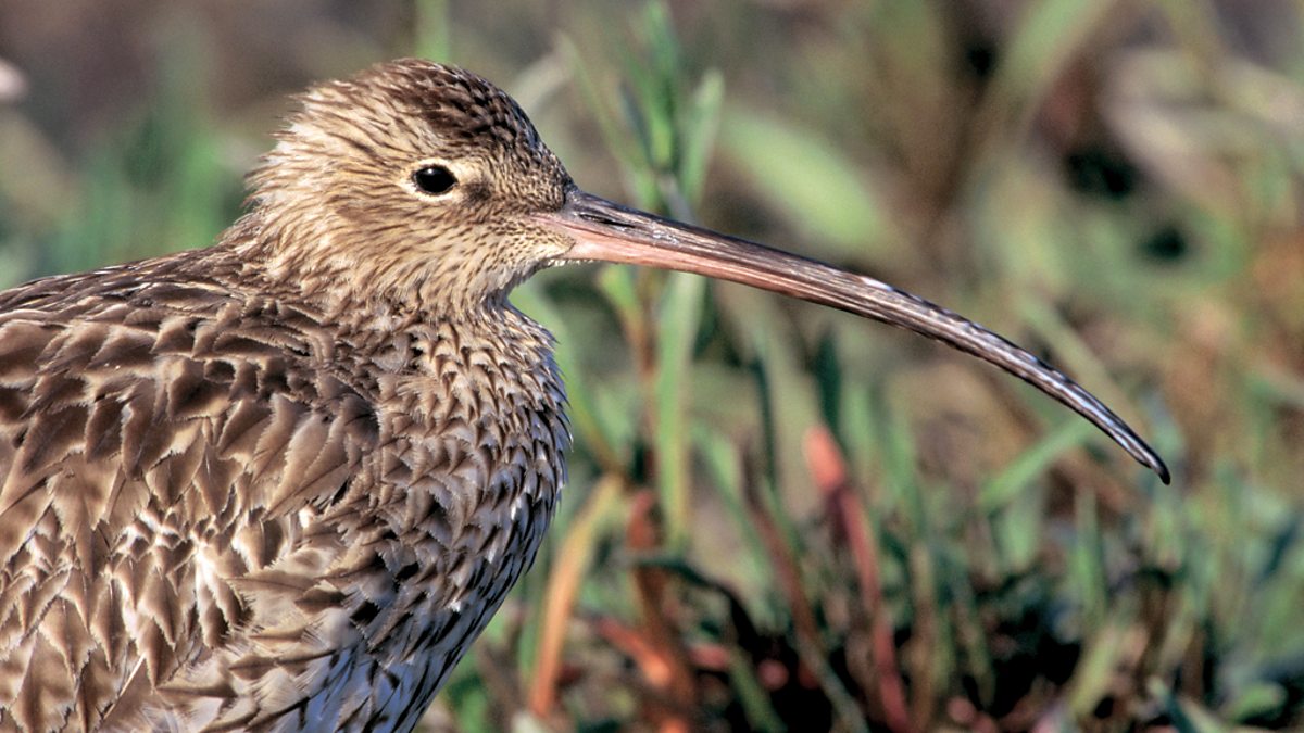 bbc-radio-4-a-guide-to-coastal-birds-estuaries