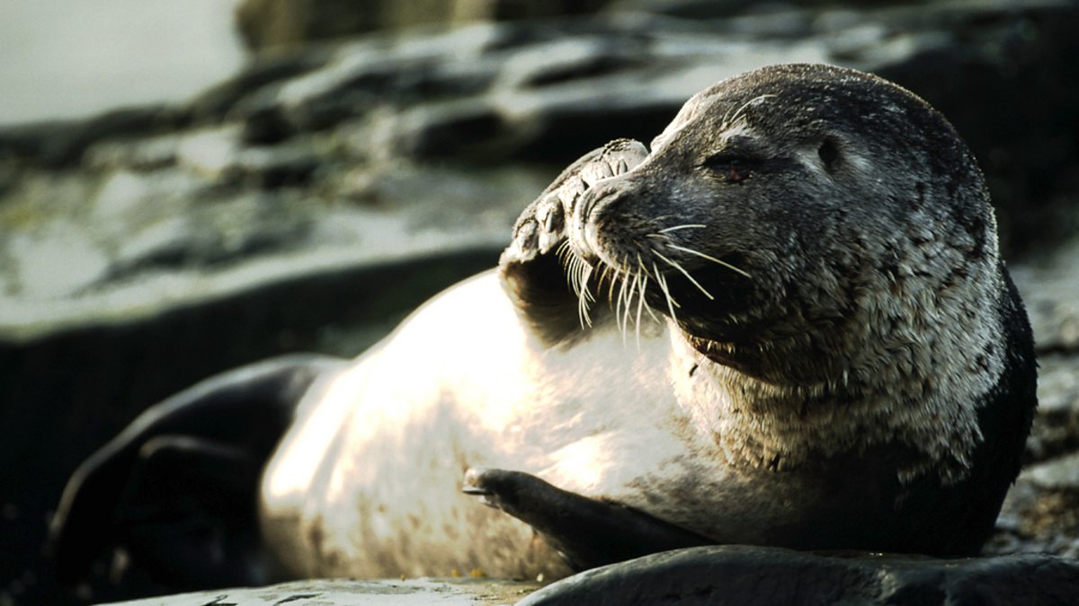 BBC Radio 4 Living World, Harbour Seals
