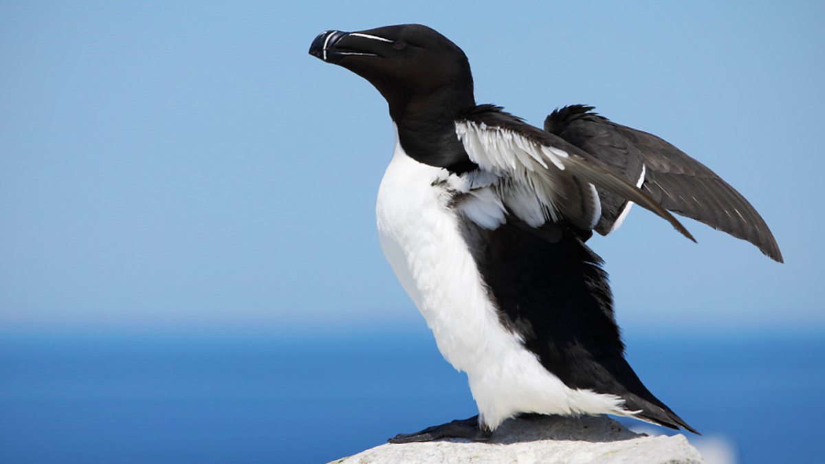 bbc-radio-4-a-guide-to-coastal-birds-sea-cliffs