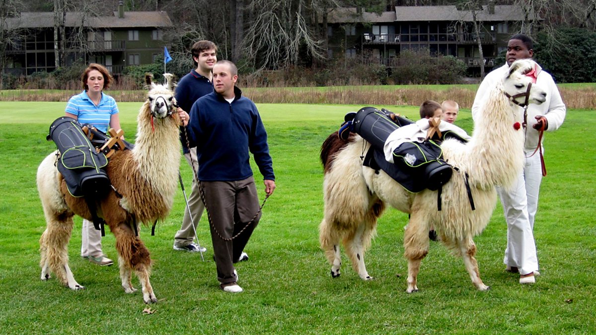 CBBC Animals at Work, Series 3, Mocha Llama Golf Caddy