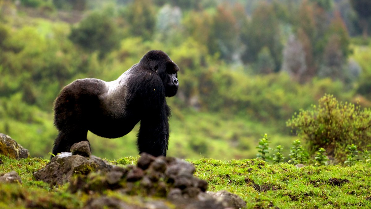 BBC Two Mountain Gorilla, Safe in Our Hands
