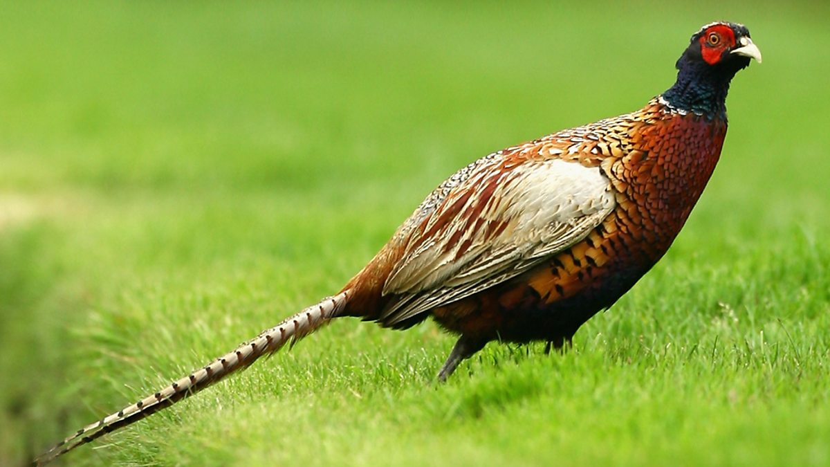 BBC Four - Birds Britannia, Countryside Birds