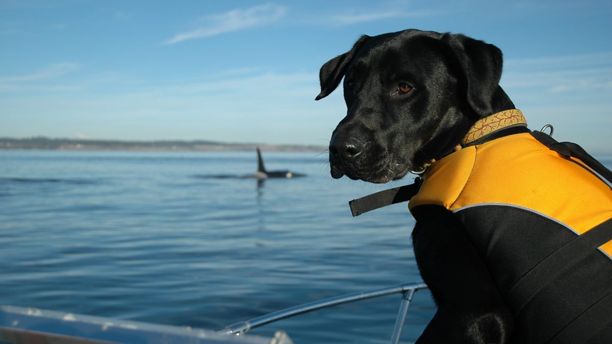 BBC World Service One 16/12/2010