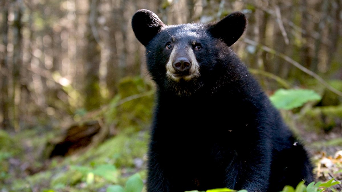 BBC Two - The Bear Family and Me, Autumn