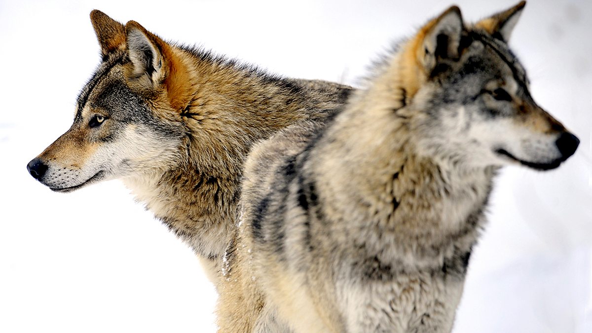 the tenderness of wolves by stef penney