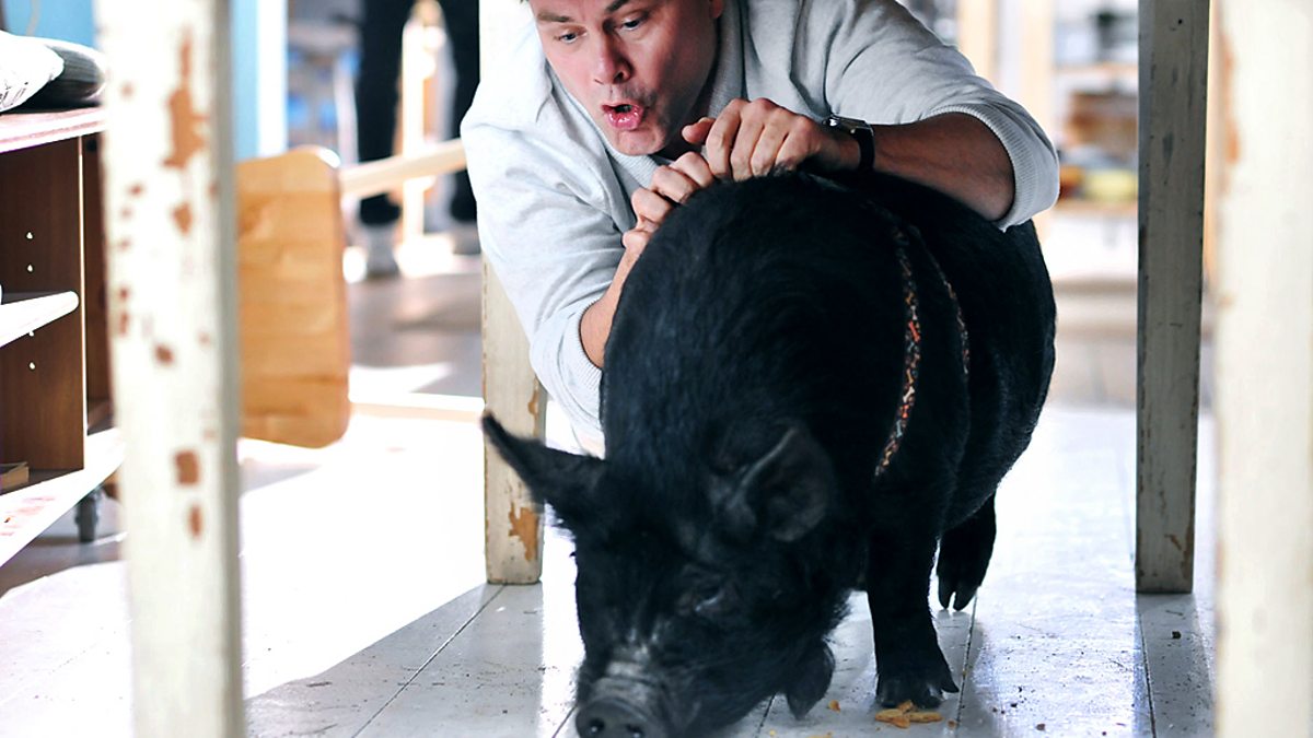 BBC Two Lead Balloon, Series 4, Pig