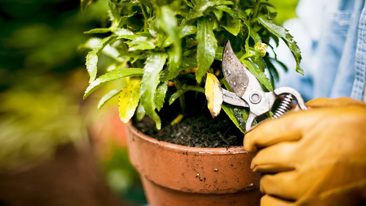 BBC Four - How Britain Got the Gardening Bug