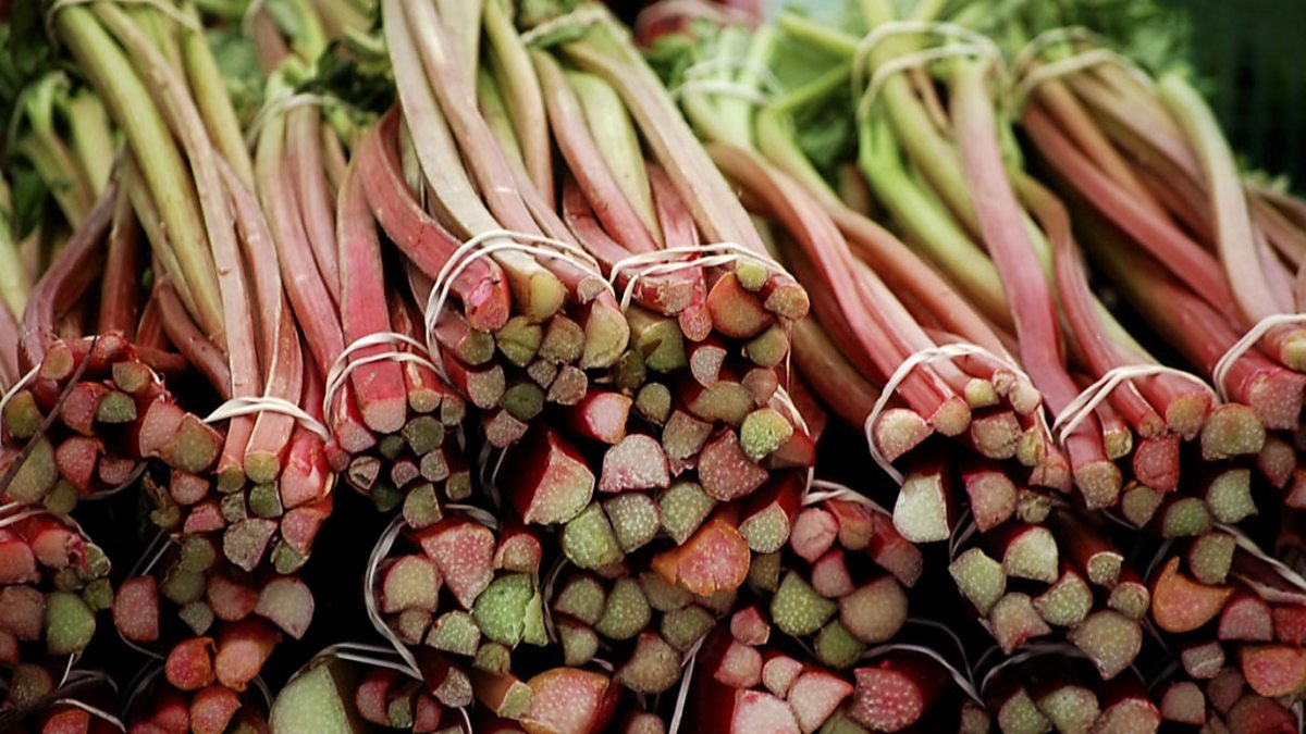 Rhubarb цвет. Red Rhubarb. Lohal Rhubarb.