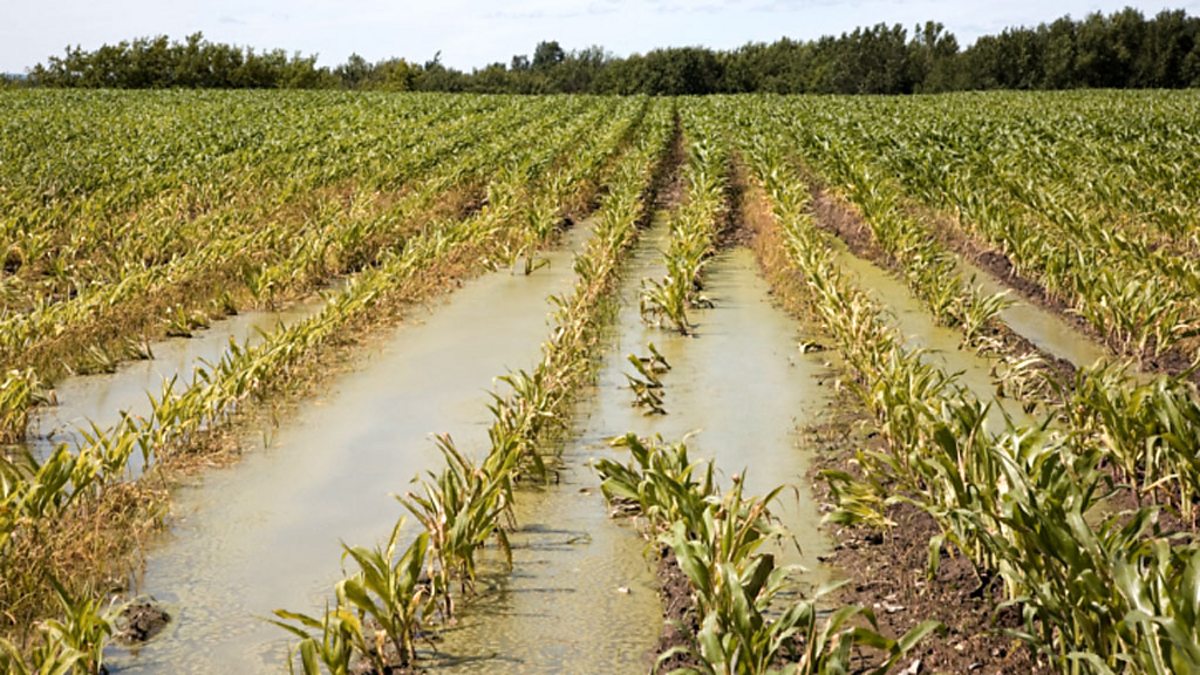 BBC Radio 4 - The Food Programme, Impact of Floods on Food Supplies