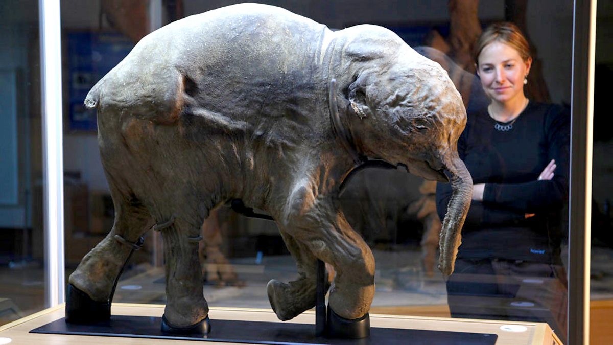 Bbc Two Woolly Mammoth Secrets From The Ice