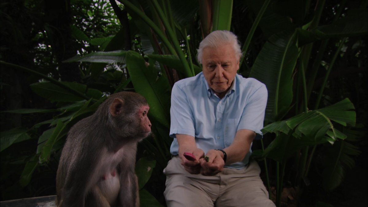 BBC Two - David Attenborough's Rise of Animals: Triumph of the