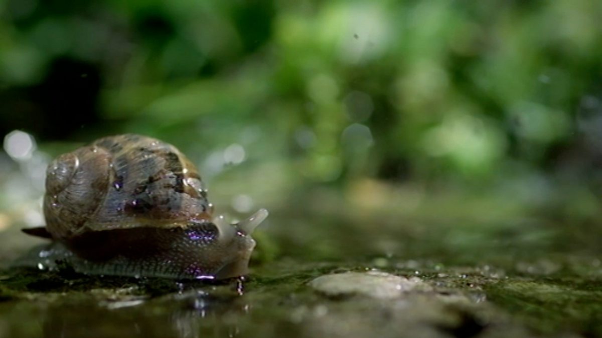 BBC One The Great British Year, Original Series, Summer, Snails in