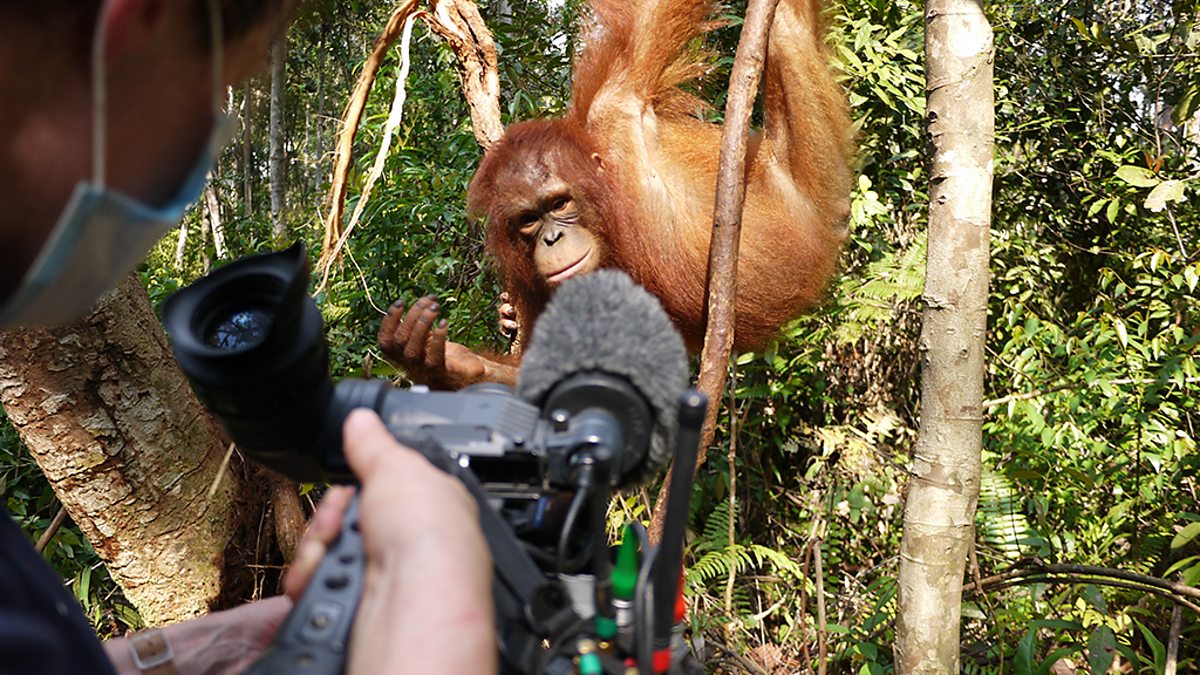 BBC Two - Natural World, 2013-2014, Orangutans: The Great Ape Escape, Great  Ape Escape: Behind the Scenes - Orangutan photobomb