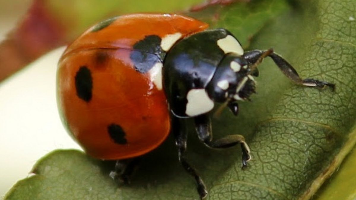 bbc-radio-norfolk-the-garden-party-thetford-garden-and-allotment