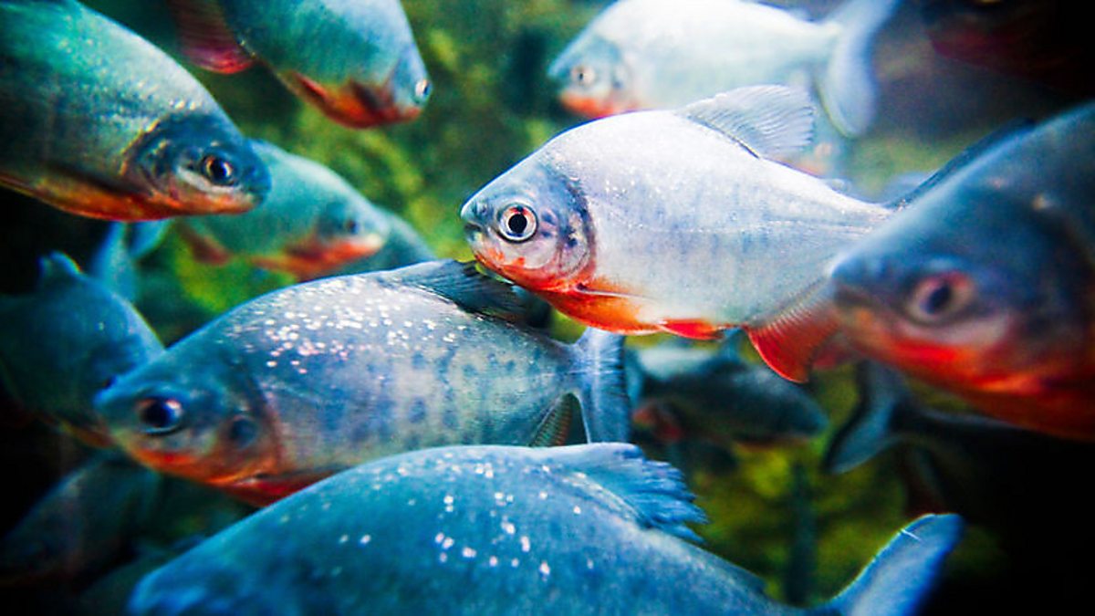 Piranhas are south american fish. Пляжи Сан-Паулу, Бразилия пираньи. Пляж Сан Паулу пираньи. Мальки пираньи фото.