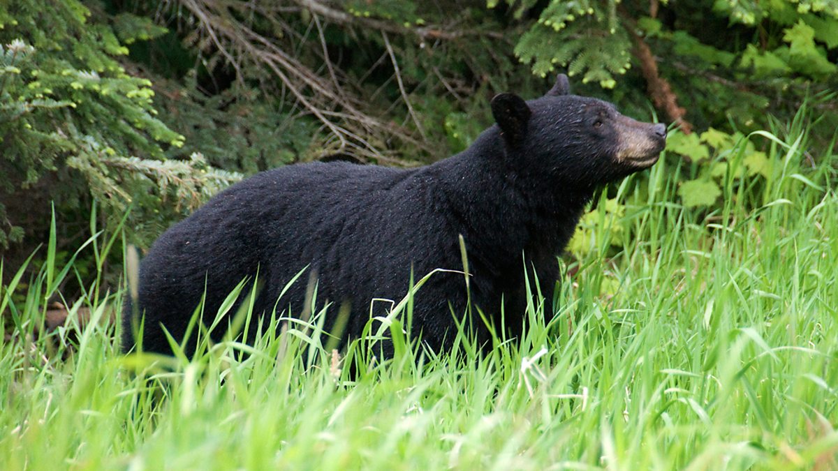 Da Bears are Back 