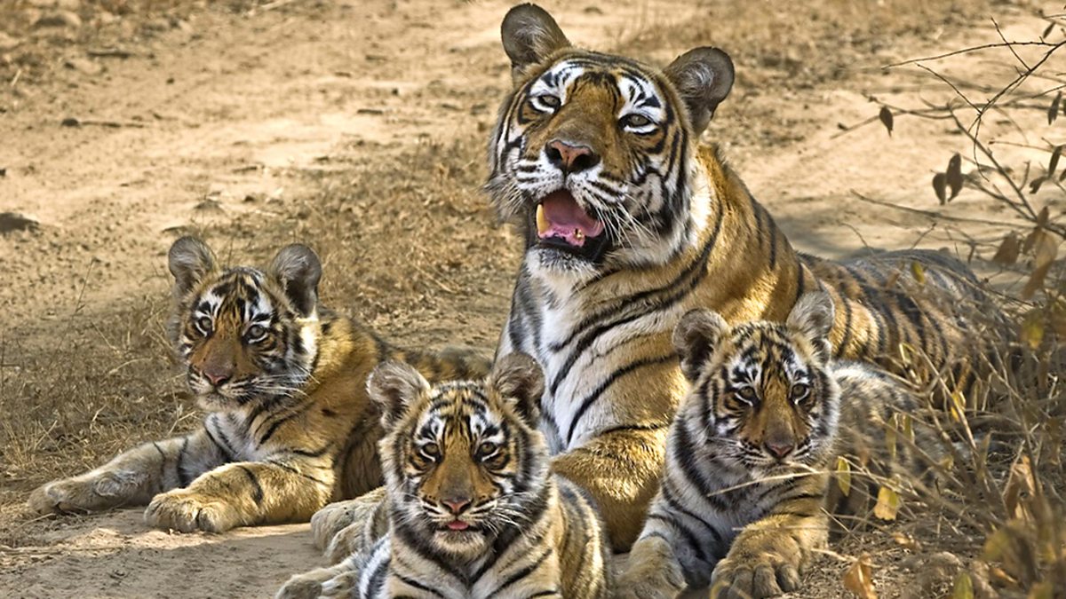 BBC Two - Natural World, 2012-2013, Queen of Tigers: Natural World Special