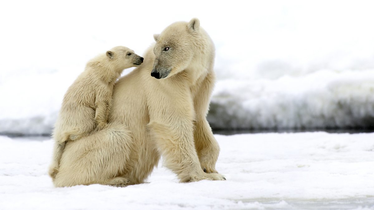 BBC One - Snow Babies