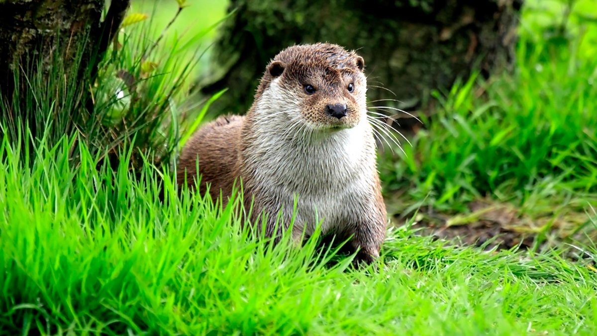 BBC Two - Springwatch, Guide to Otters