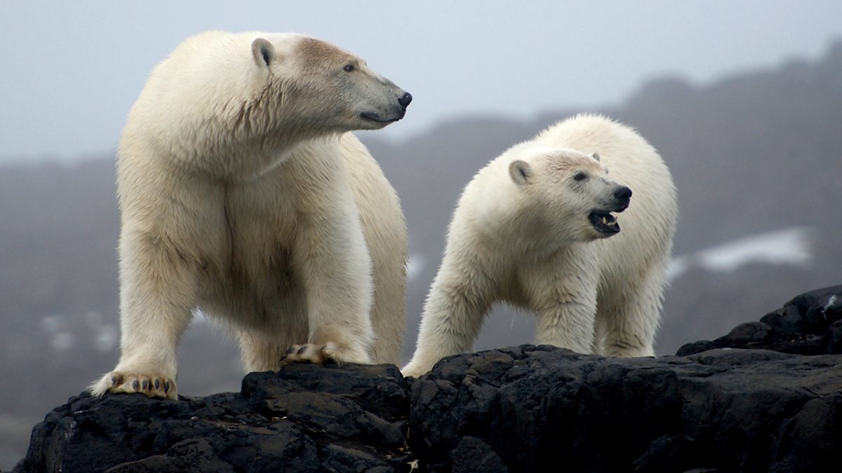 BBC Two - The Polar Bear Family & Me, Autumn