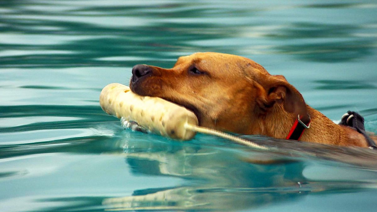 Dogs out. Собаки out воде. Dock Diving.