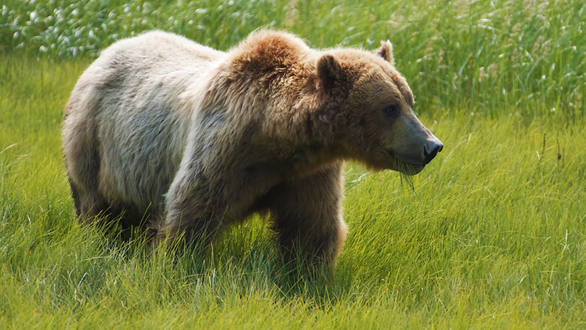 BBC Four Johnny Kingdom and the Bears of Alaska