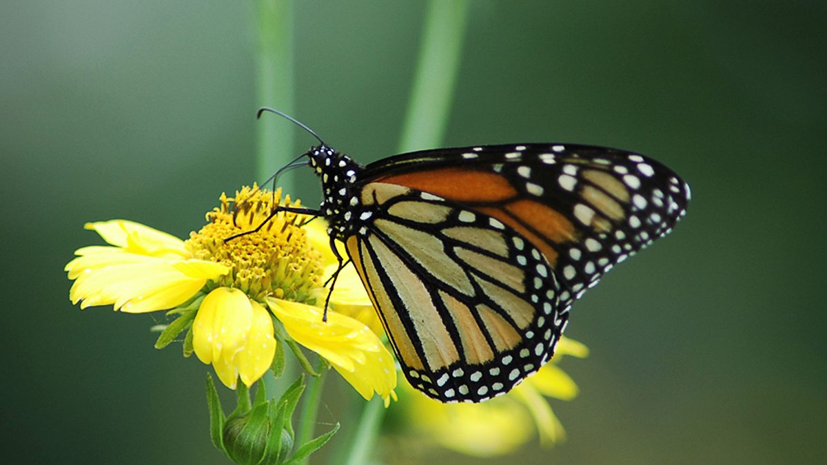 Bbc Four The Incredible Story Of The Monarch Butterfly