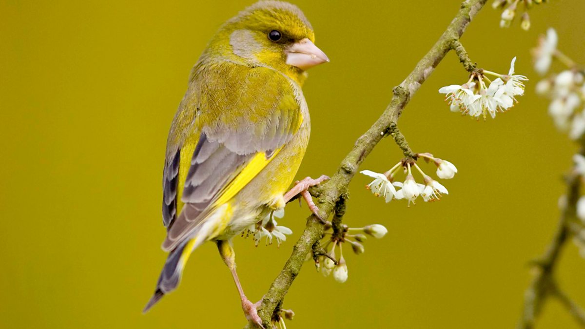 BBC Radio 4 - Tweet of the Day, Greenfinch