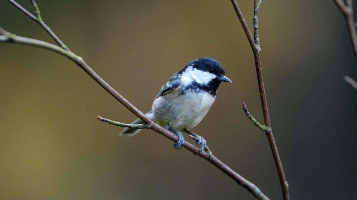 bbc-radio-4-tweet-of-the-day-coal-tit