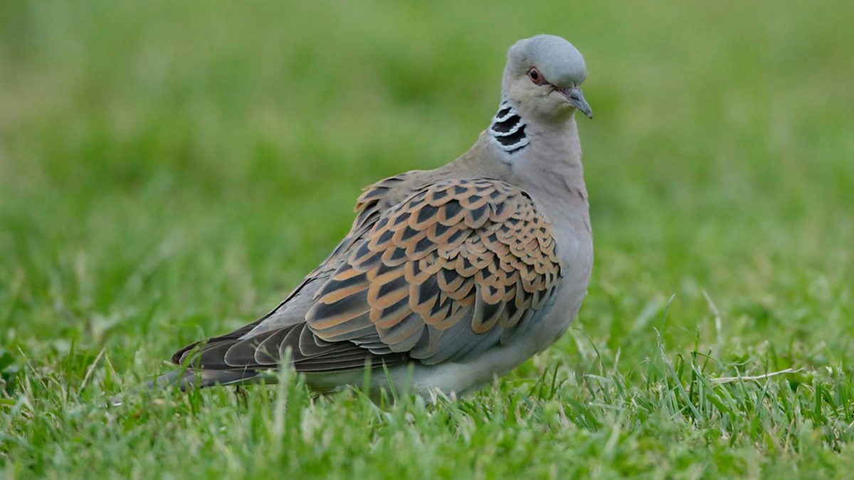 Bbc Radio 4 - Tweet Of The Day, Turtle Dove: Tx: 03/July/2013, Bbc Radio 4