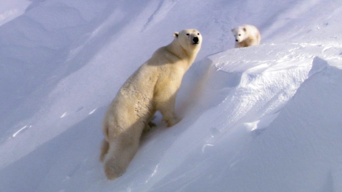 Wonders of Nature, Polar Bear - Mother Baby
